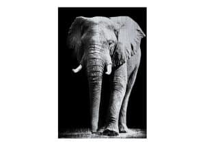 Alubrush-olifant-2.jpg