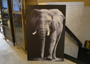 Alubrush-olifant-3.jpg