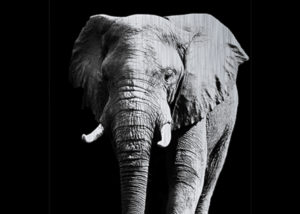 Alubrush-olifant.jpg