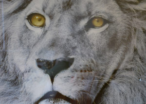 alu-art-lion-vierkant.jpg